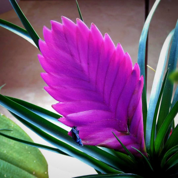AIR PLANT
