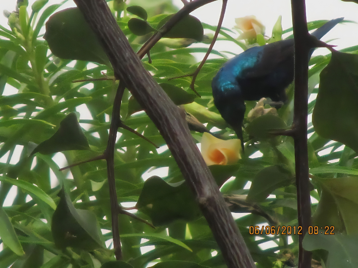 Humming bird at my flowers ⚜ ⚜ ⚜ 