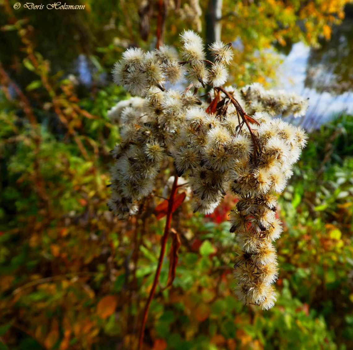Autumn colors