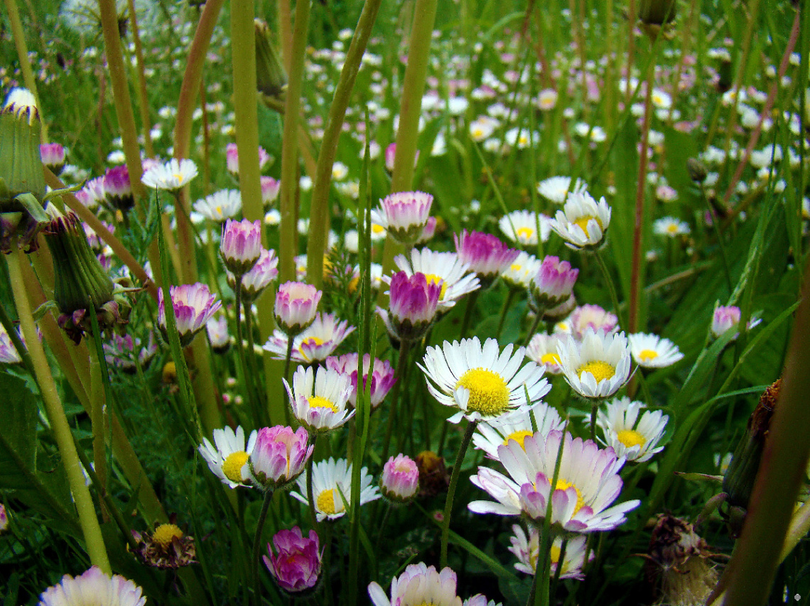 BLÜTEN