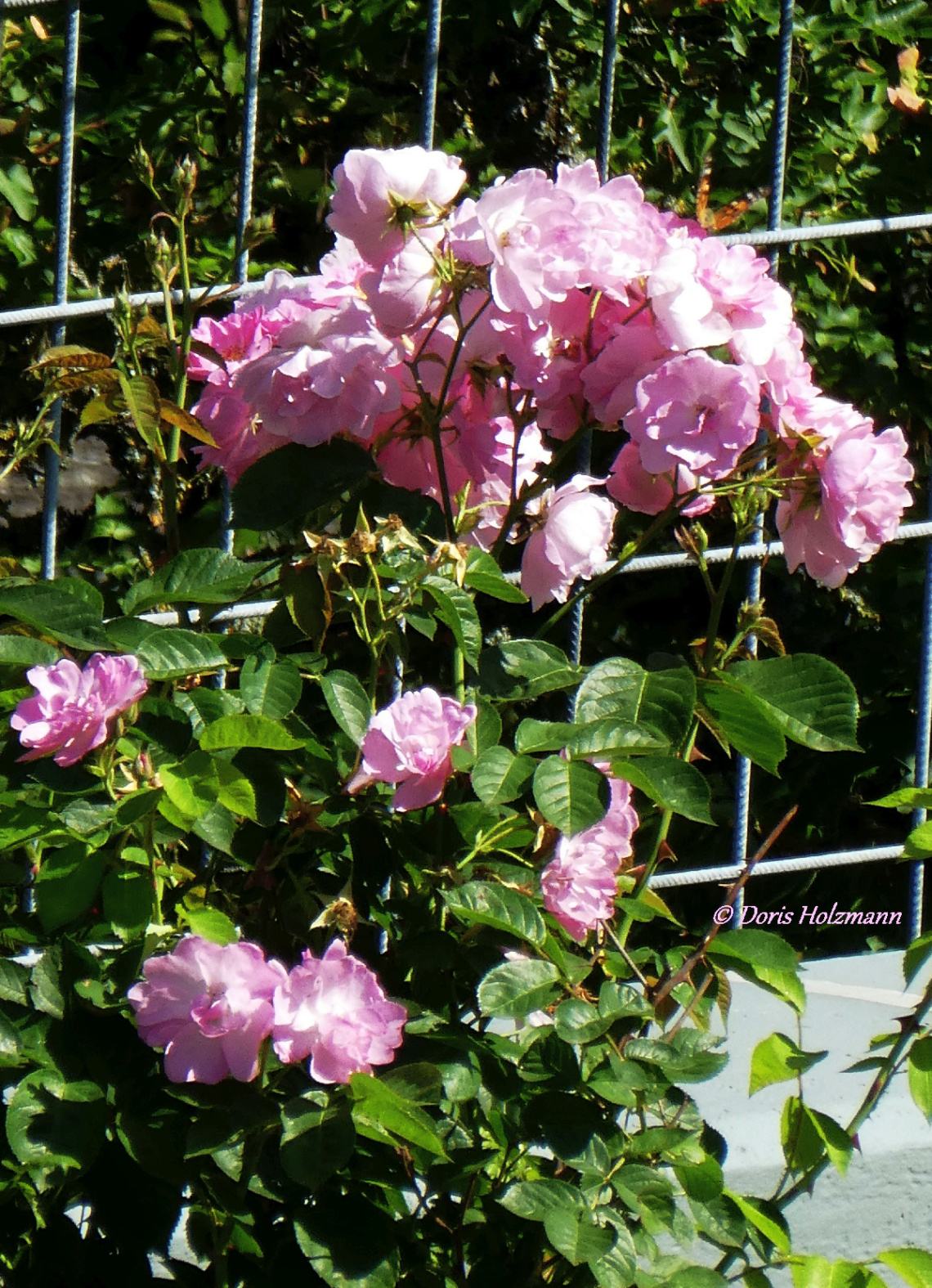 Roses