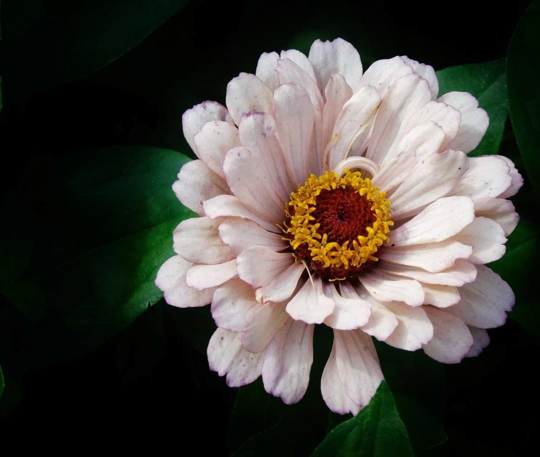 ZINNIA 