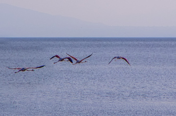 Flamingolar