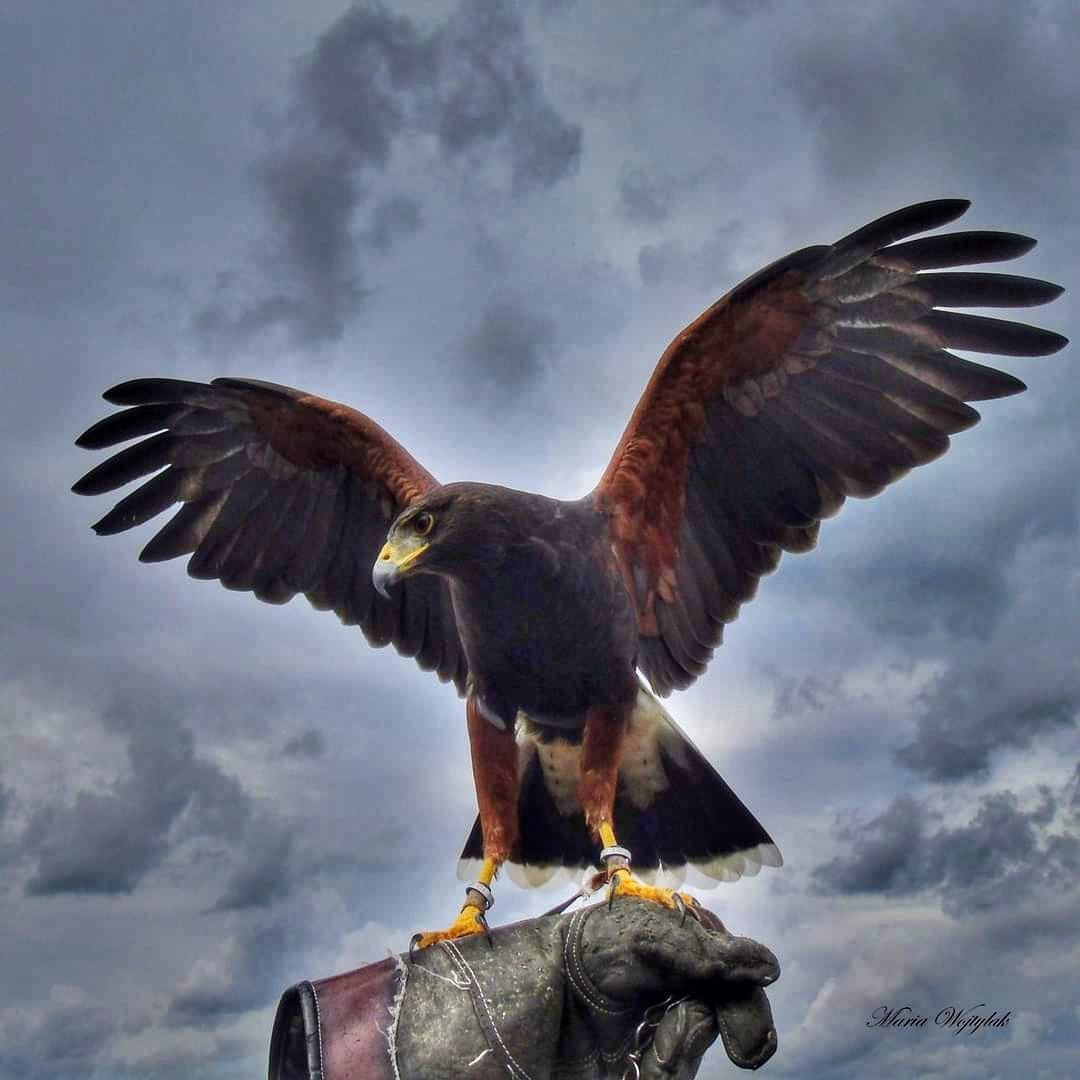 HAWK