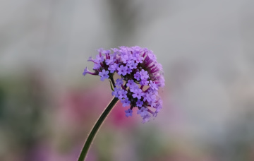 Tivolis Blomster i København...