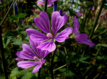 BLÜTEN