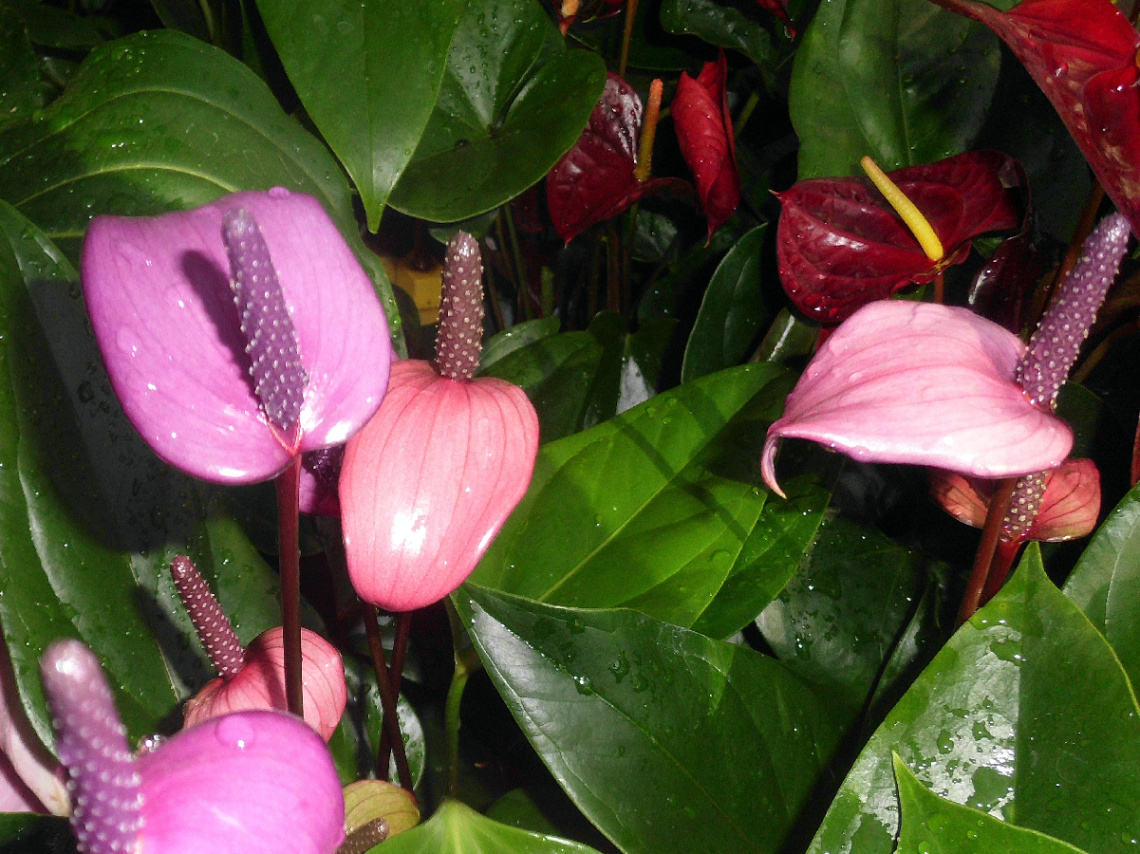 BLÜTEN