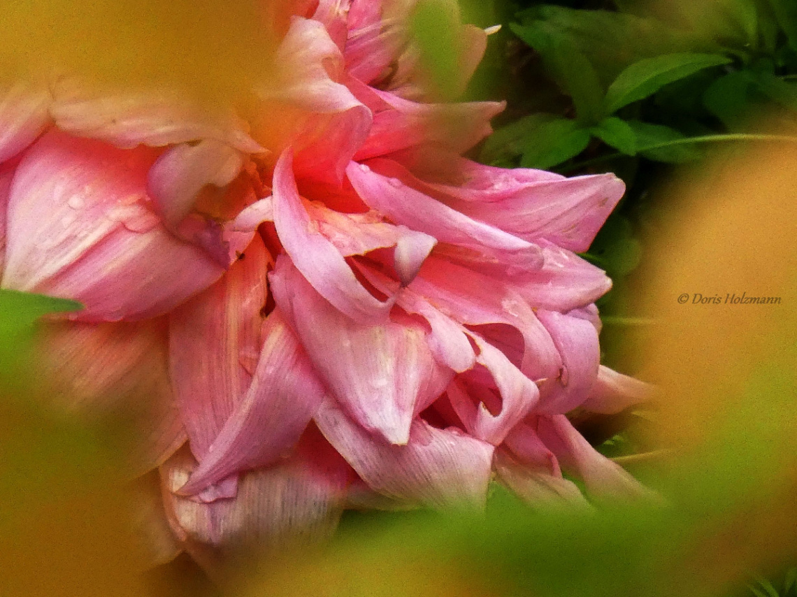 Detail dahlia blossom