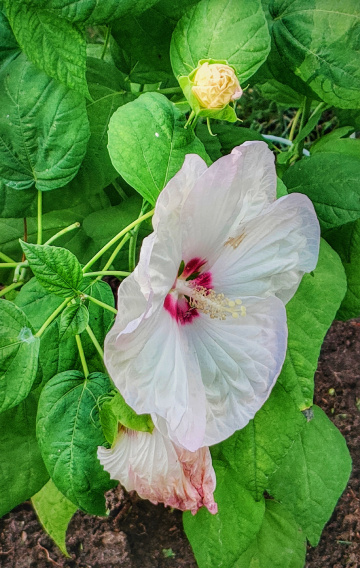 SWAMP HIBISCUS