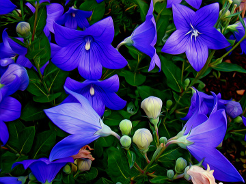 BLÜTEN