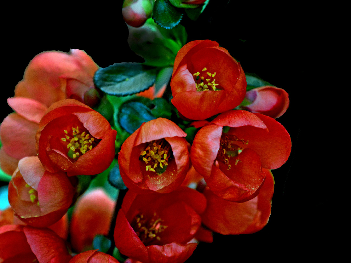 BLÜTEN