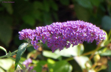 Butterfly bush