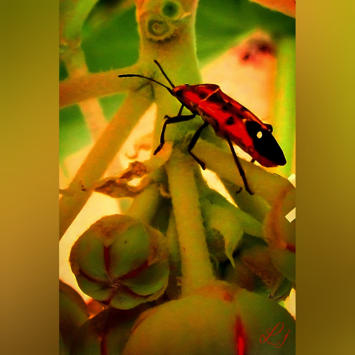 Colourful Beetle ⚜ ⚜ 