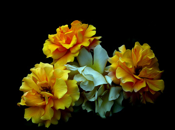 BLÜTEN