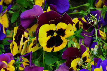 BLÜTEN