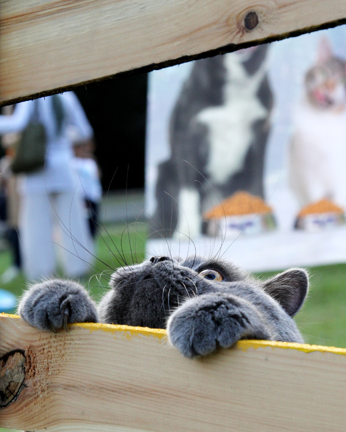 KEDİ