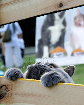 KEDİ