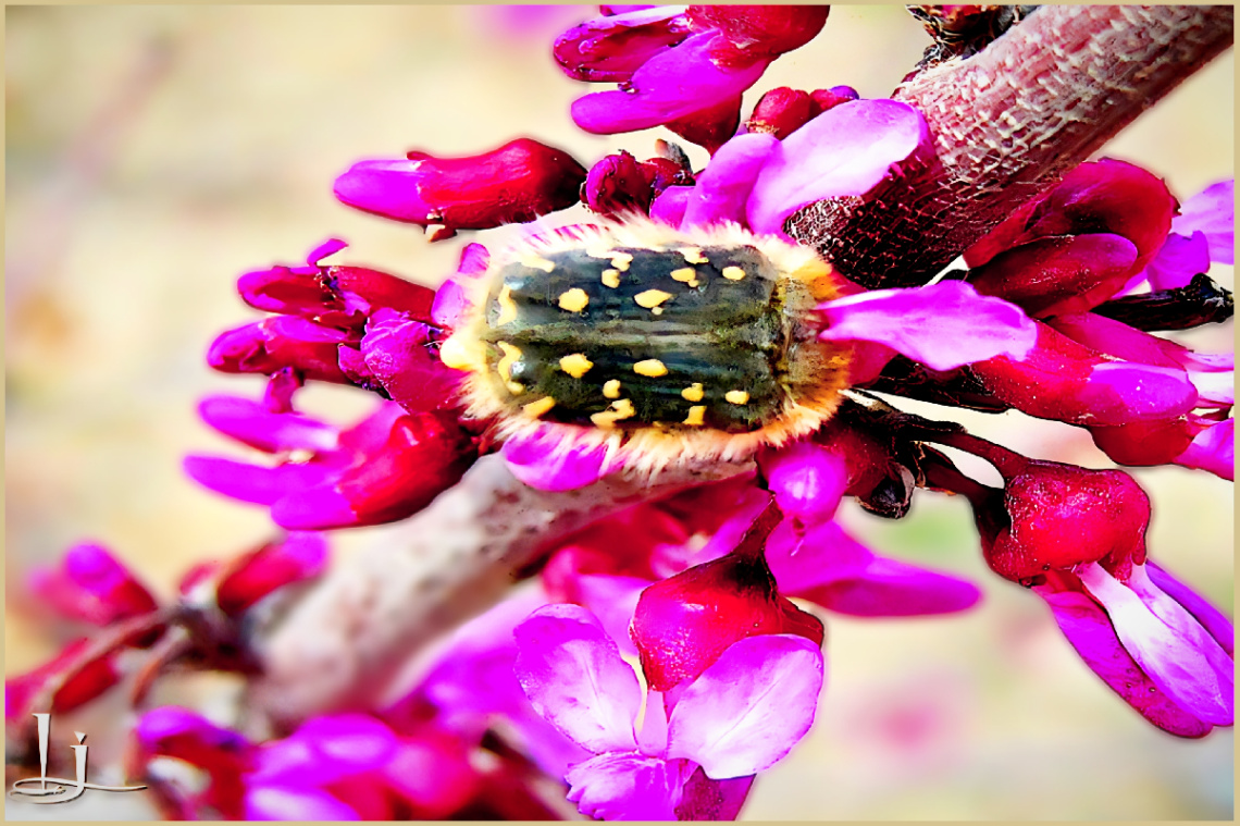 Pollinator ⚜ ⚜ 