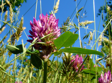 AUF EINER WIESE