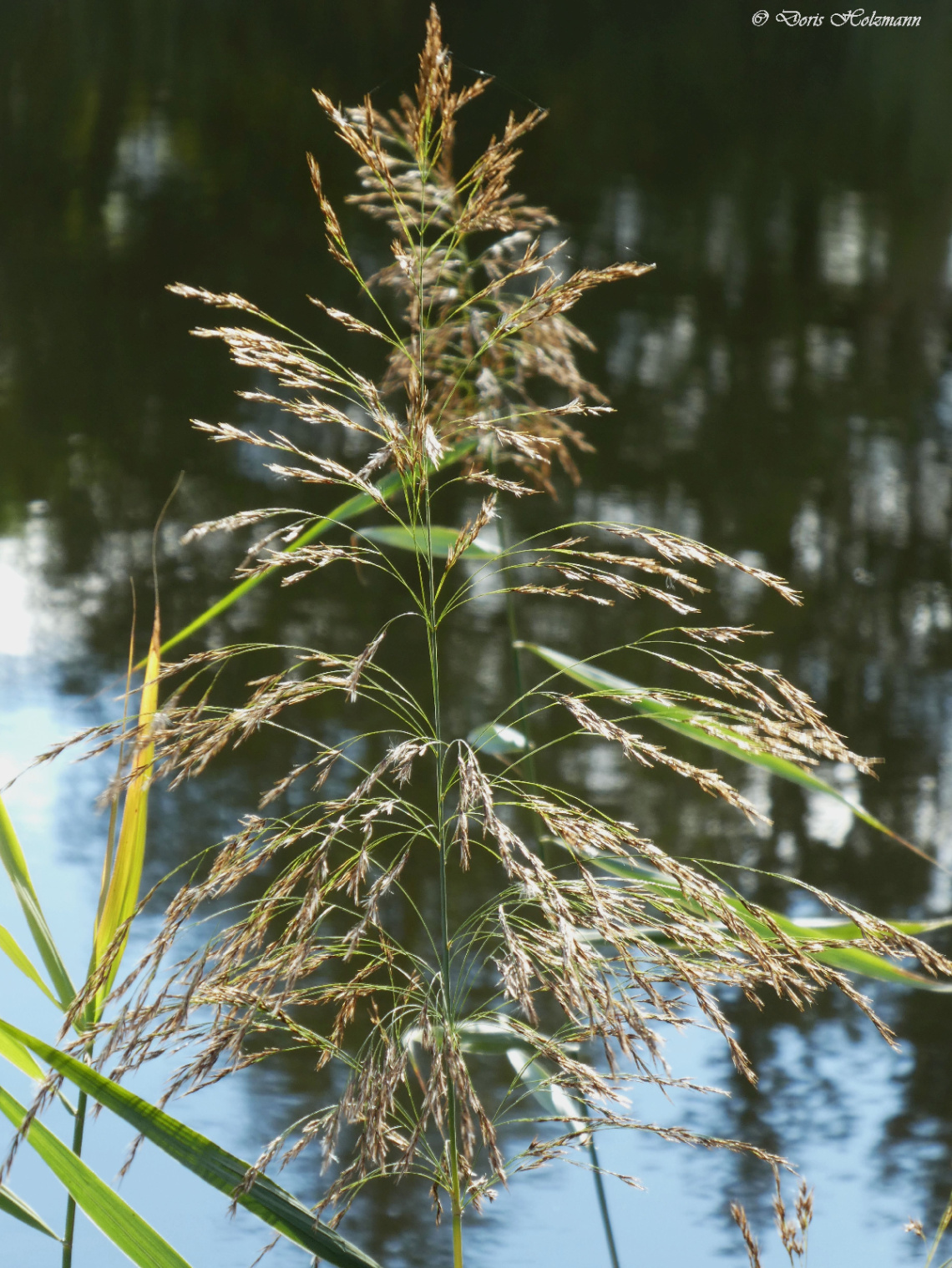 Fritschlach Nature Reserve, Karlsruhe / Germany