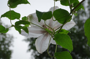 WHITE CLEMATIS