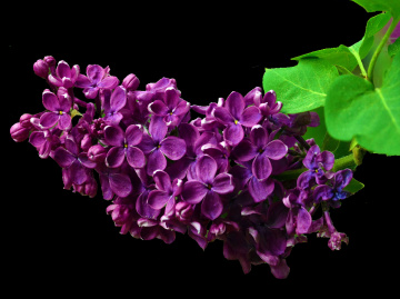 BLÜTEN