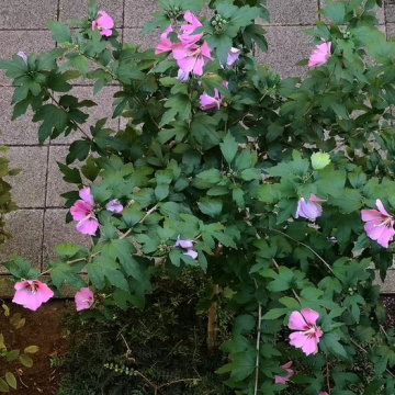 Hibiscus