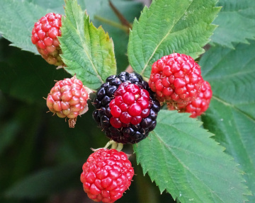 BLACKBERRIES 