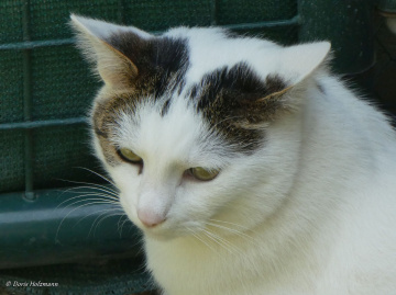 Neighbour's cat 