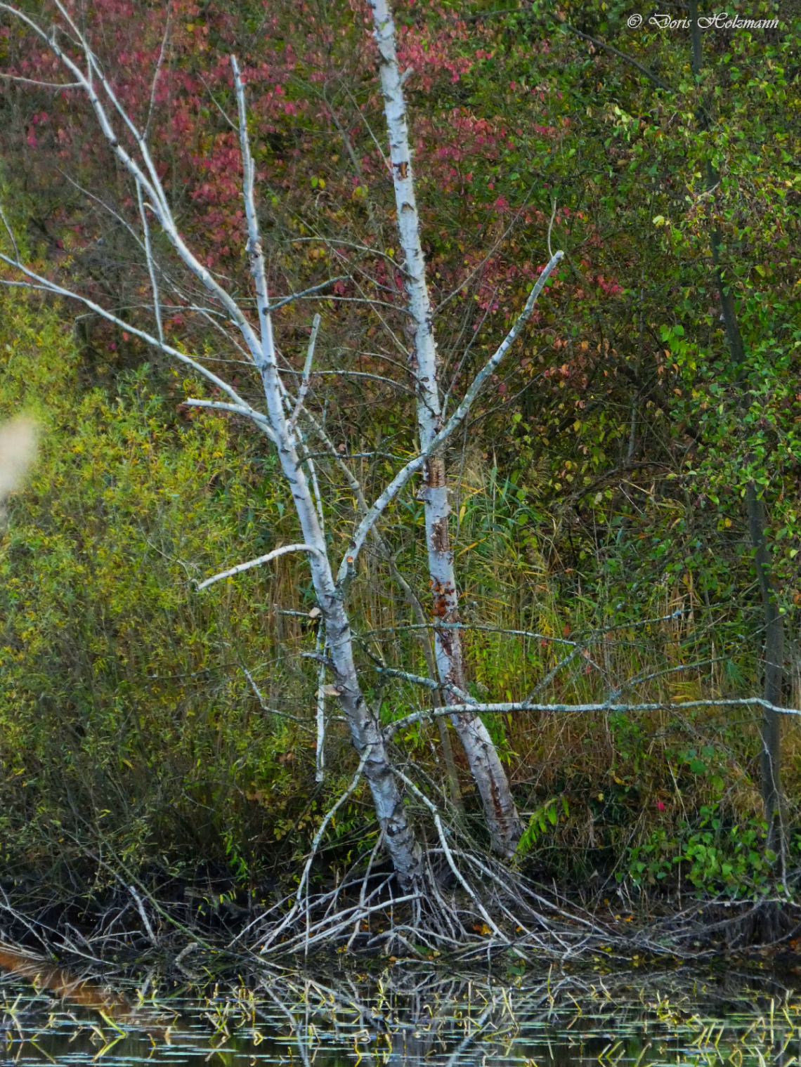 Nature reserve Fritschlach in Karlsruhe / Germany