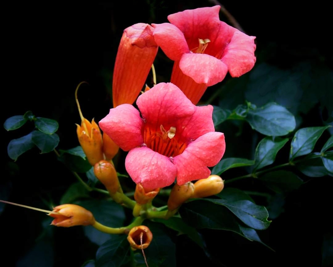 LIKE THE TRUMPETS