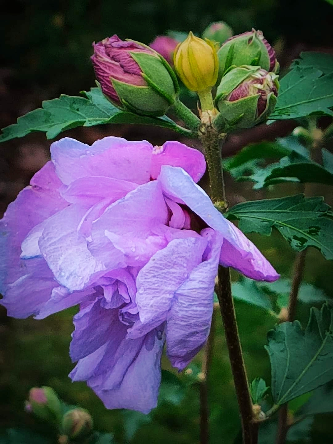 PINK HIBISCUS