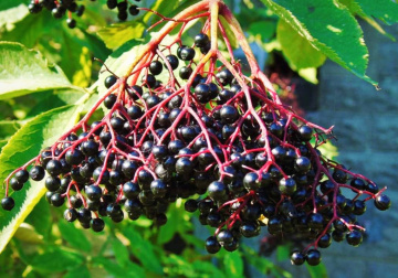 BLACK ELDERBERRY