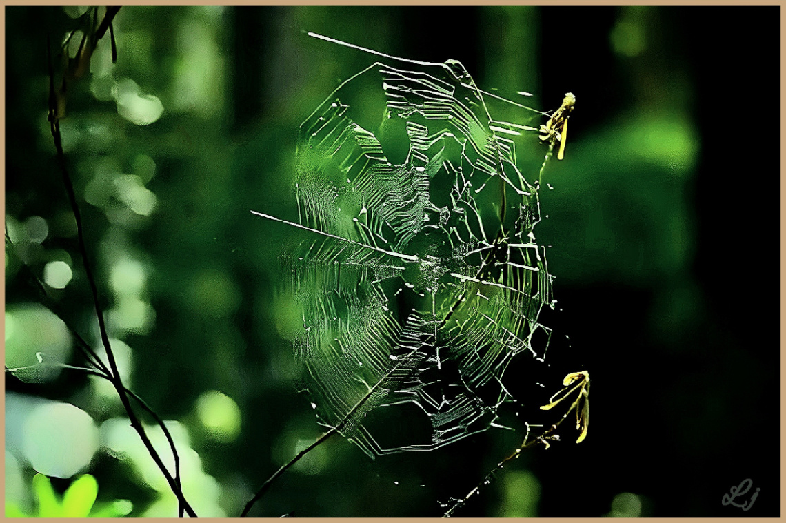 Web, جالا
