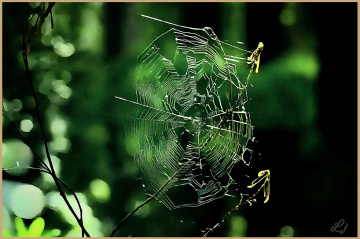 Web, جالا