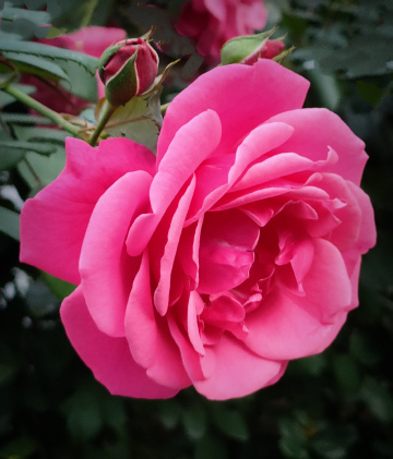 CLIMBING ROSE