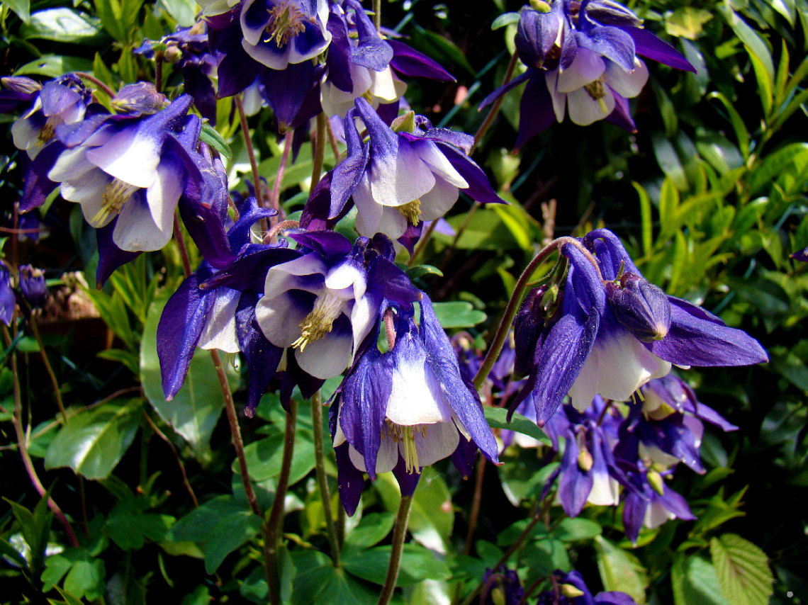 BLÜTEN
