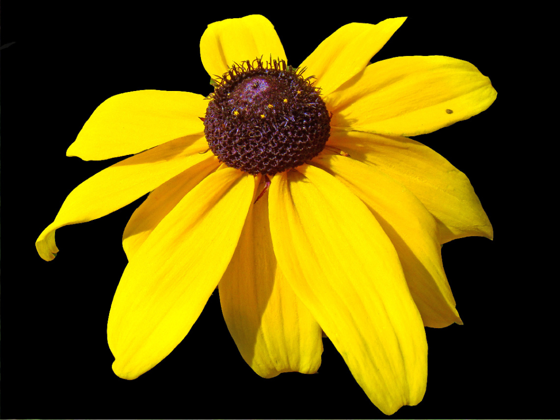 BLÜTE