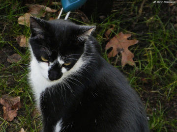 Neighbour's cat 