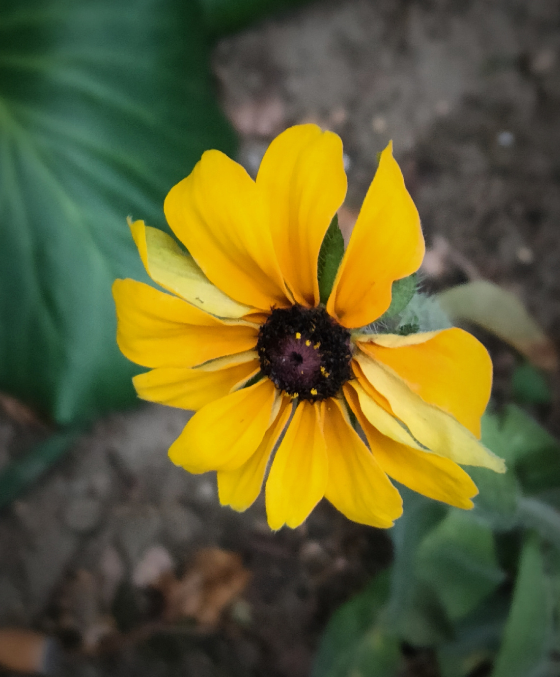 RUDBECKIA