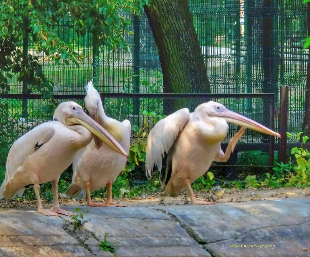 THREE PELICANS 