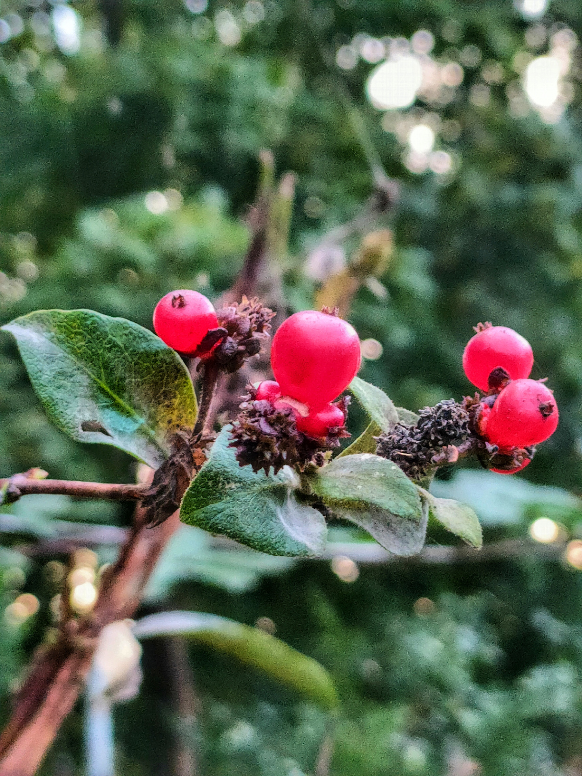 INEDIBLE HONEYSUCKLES FRUITS.