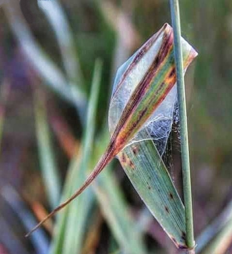 BLADE OF GRASS