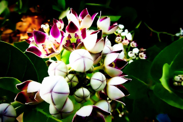 Calotropis gigantea،آک
