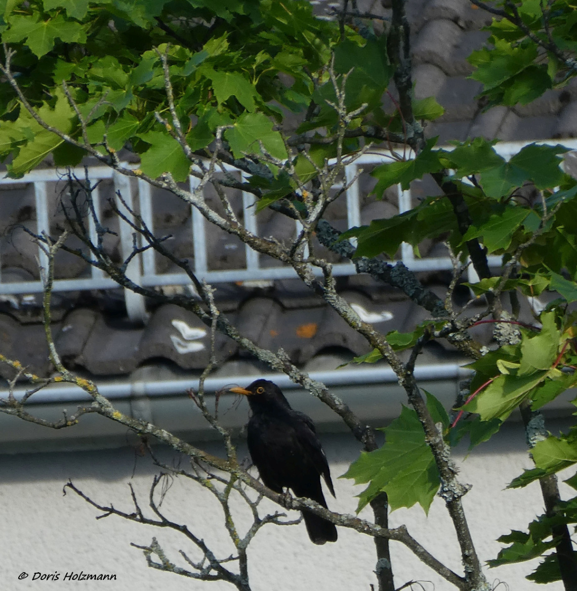 Common blackbird