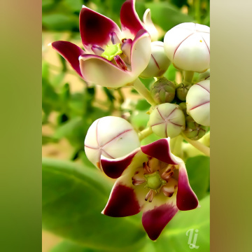 Calotropis،آک