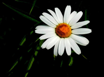 WHITE DAISY 