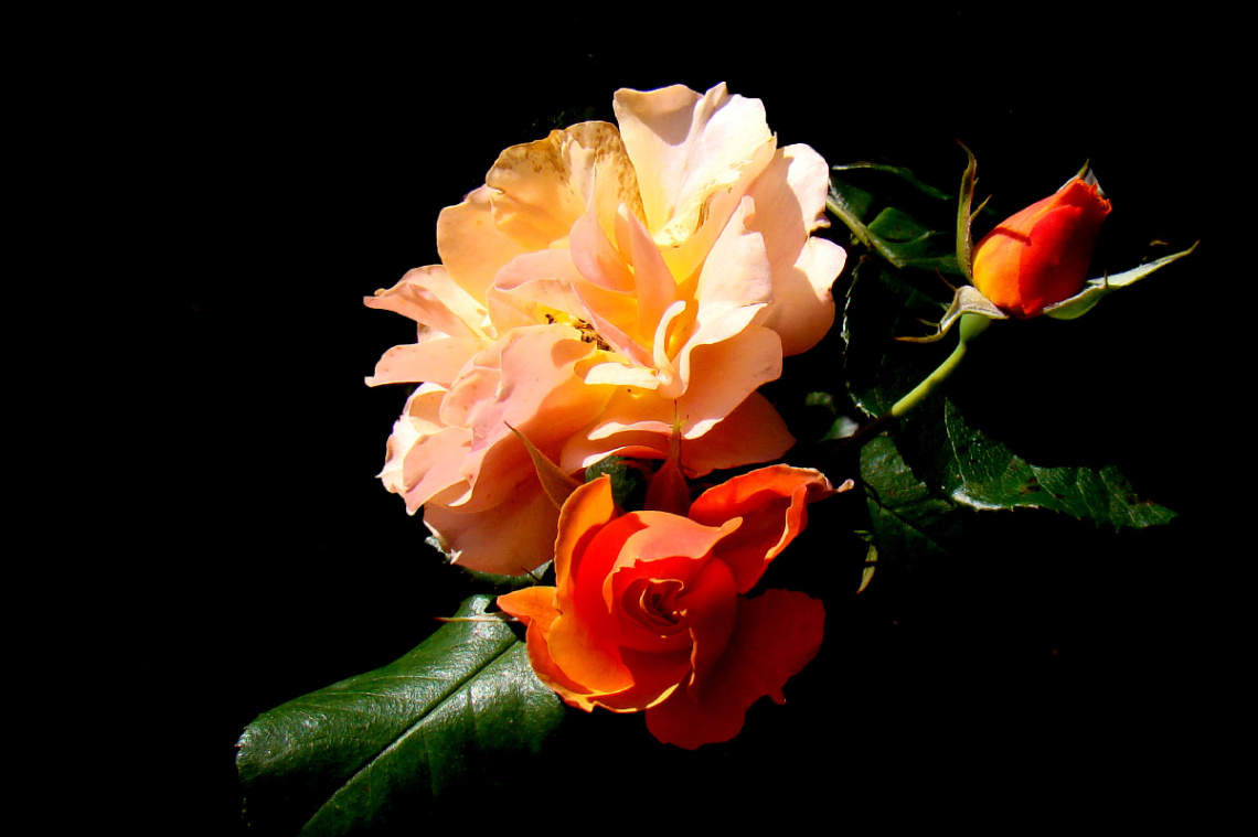 BLÜTEN