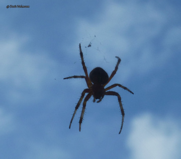 Barn spider