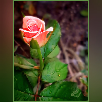 Rose, گلاب